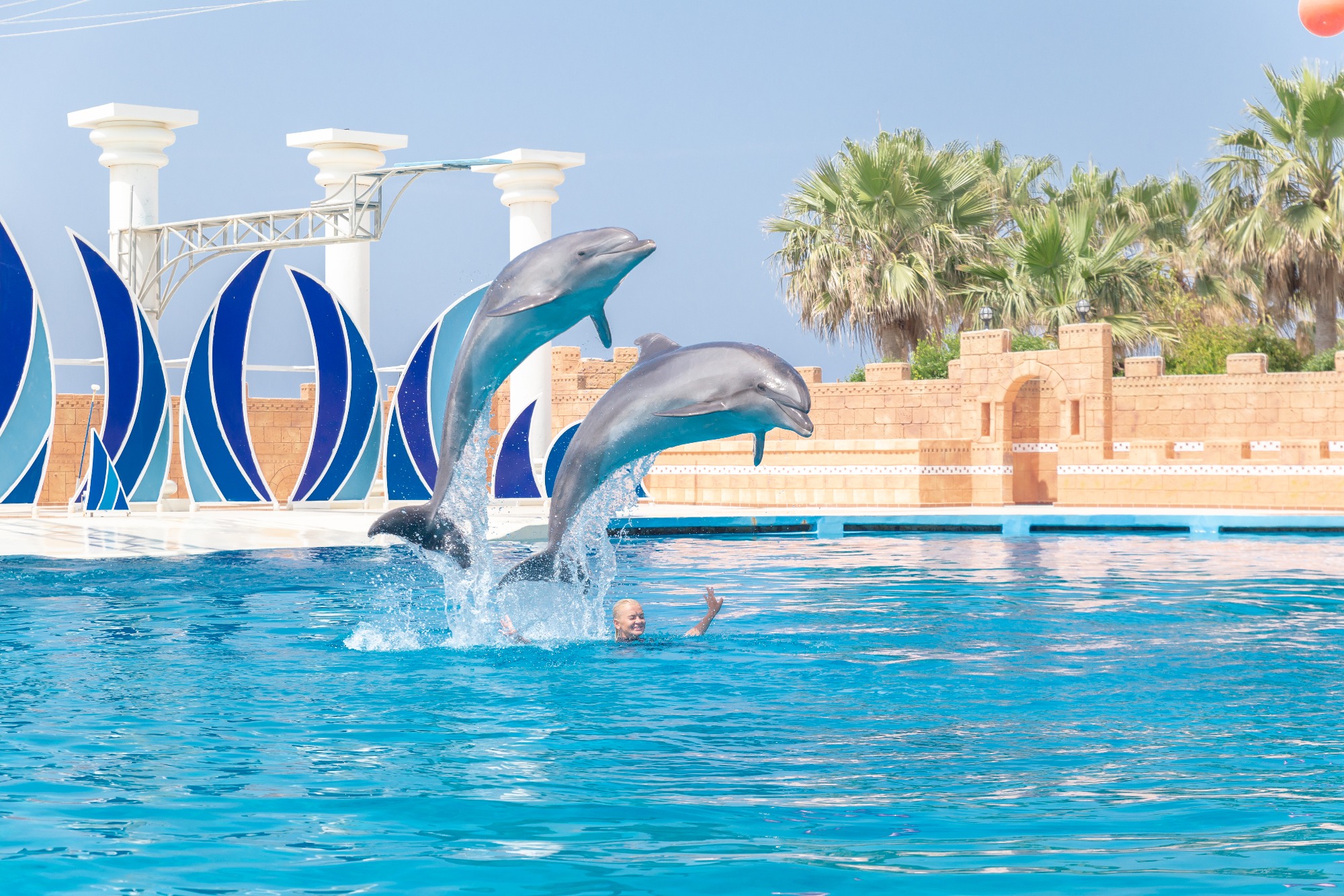 Dolphin Show in Türkiye